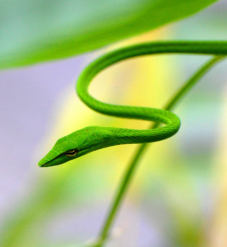 Och-Kan,Coffee snake,milk snake,coral snake,Parrot snake,green-headed tree snake,Guatemalan palm-pitviper,fer-de-lance,Godman's montane pitviper,Olive rat snake,boa constrictor